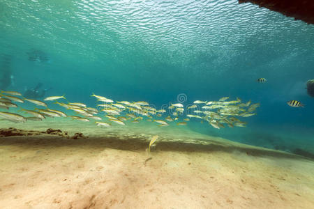 红海的鱼和热带珊瑚礁。