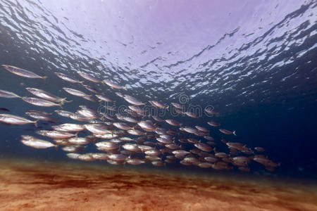 红海中的条纹鲭鱼。
