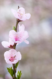 新鲜的春树，开着粉红色的花