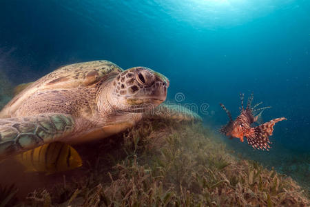 红海的绿海龟和狮子鱼。