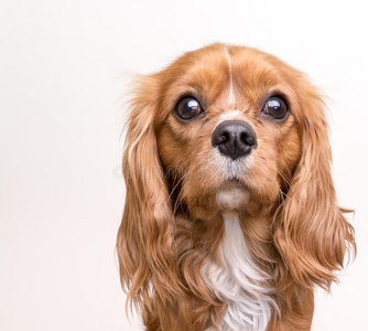 骑士国王查尔斯猎犬肖像图片