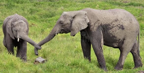 大象的鼻子图片