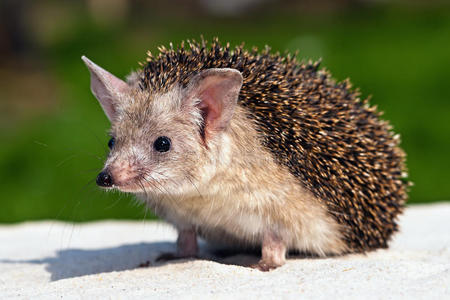 刺猬长耳刺猬长耳刺猬狮子耳植物畸胎尖刺,长满刺的玻璃青蛙,声音不