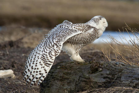 伸展的雪猫头鹰图片