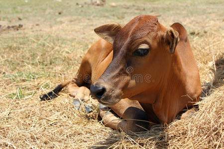 小牛坐在稻草旁边