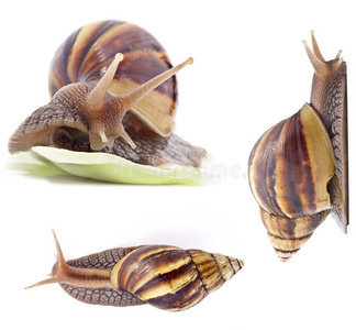 田螺巨大的非洲田螺照片