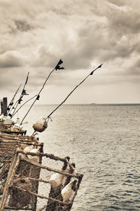 码头上的鱼竿图片
