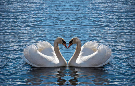 天鹅心照片