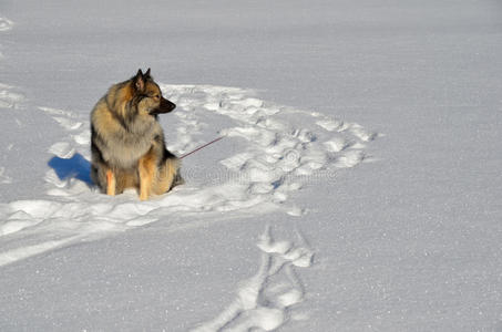 雪地里的狗