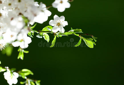 白花小枝