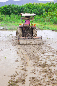 泰国农民种稻的劳动节约图片