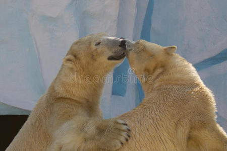 两只白熊在接吻