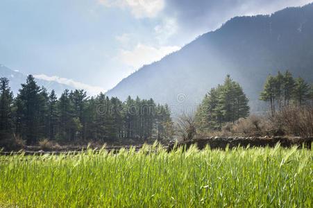 喜马拉雅山的绿地