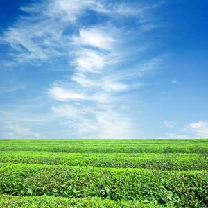 大面积茶园图片