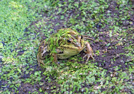沼泽中的青蛙