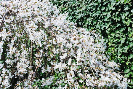 白色灌木花