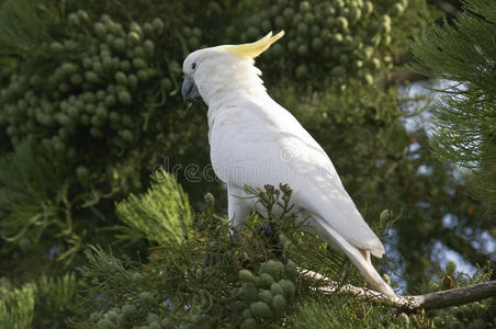 树上有硫磺冠的凤头鹦鹉。
