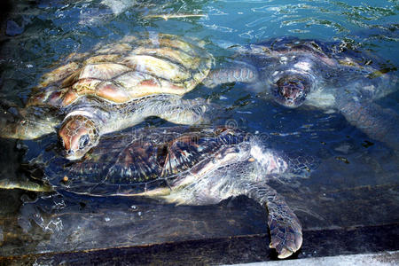 海龟养殖场图片
