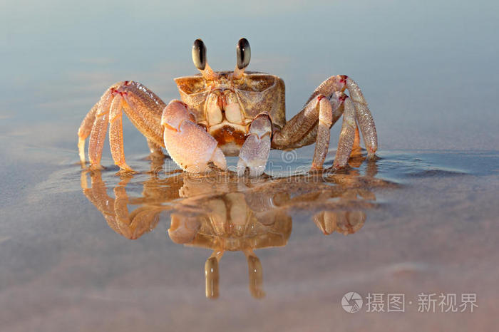 海滩上的幽灵蟹
