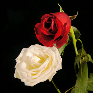 深色背景下的红玫瑰和白玫瑰