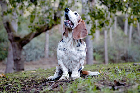 巴塞特猎犬