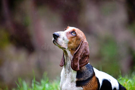 巴塞特猎犬