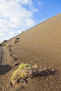 火山山上稀疏的植被