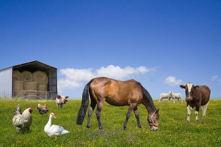 家畜病理学在绿地上吃草的家畜照片