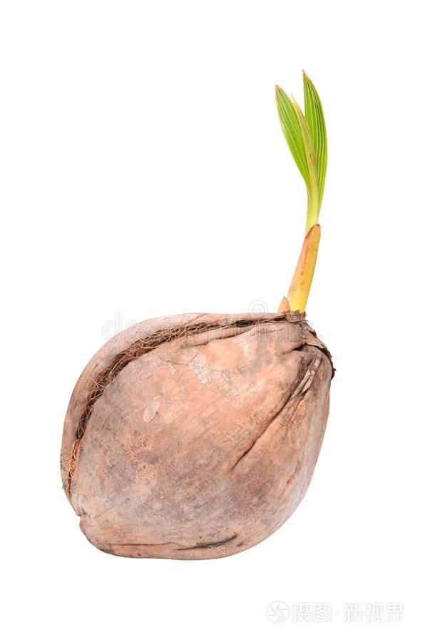 椰子幼小的植物