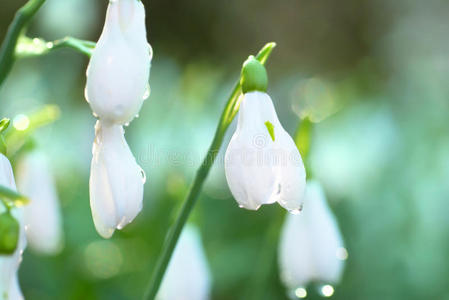 雪花春天白花