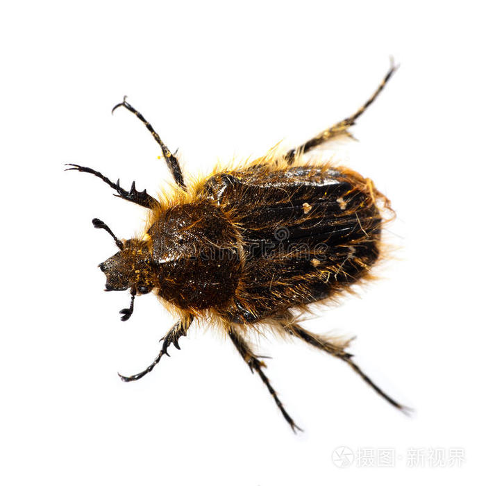 带毛金龟子