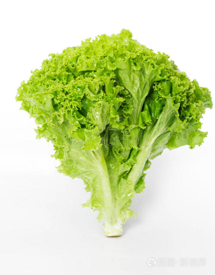 白底生菜