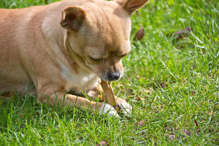 吉娃娃 飞行 朋友 生姜 美好的 犬科动物 小狗 繁殖 可爱的