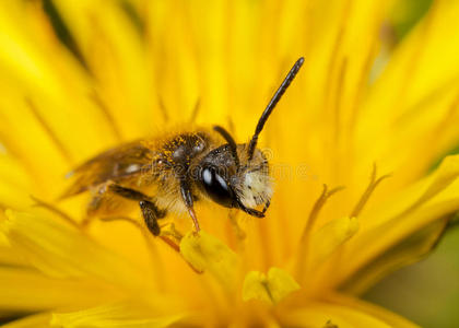 传粉者 特写镜头 缺陷 野生动物 蒲公英 膜翅目 昆虫 蜜蜂