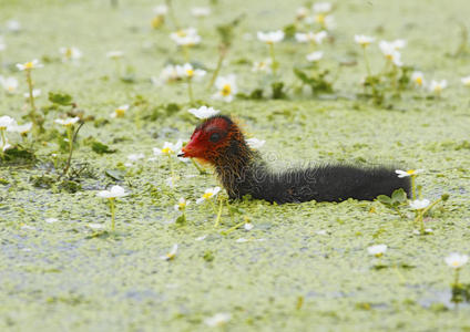 白冠鸡