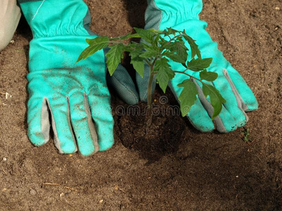 番茄 男人 园丁 生态学 花园 农业 农事 手套 移植 地面