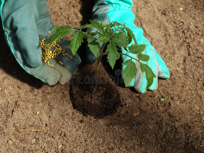 植物 花园 春天 移植 农业 生长 生态学 环境 手套 幼苗