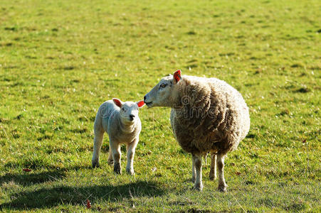 休息 猛撞 妈妈 新的 农场 面对 母羊 农田 羔羊 领域