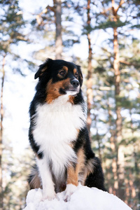 澳大利亚牧羊犬图片