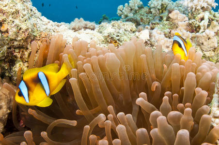 珊瑚礁海葵鱼