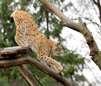 小山猫