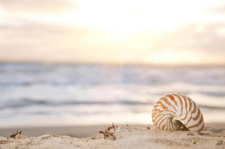 海滩鹦鹉螺壳