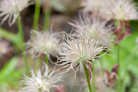 雀稗花果实照片