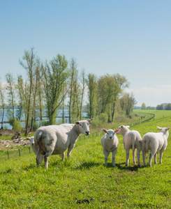 荷兰人养的羊和羔羊