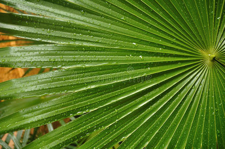 热带带雨滴的棕榈叶