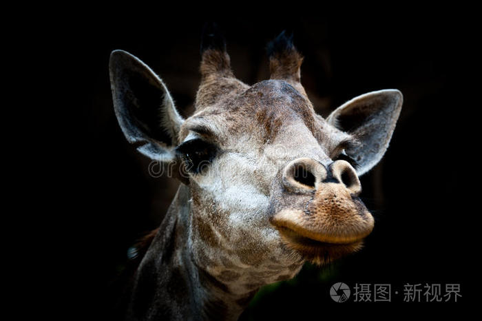 黑底孤立长颈鹿头