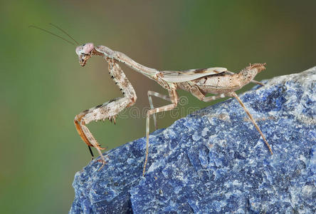 岩石上的螳螂照片