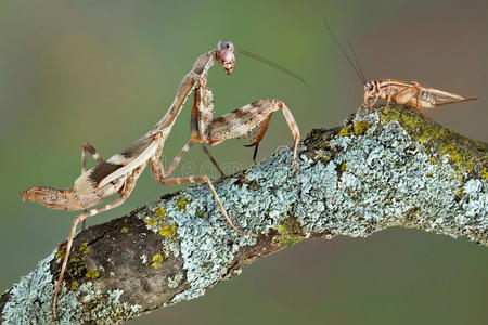 螳螂与蟋蟀对视照片