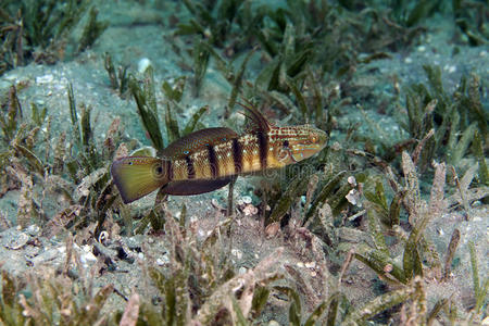 红海中的尾斑金枪鱼amblygobius albimaculatus。