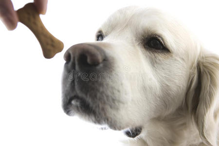 金毛猎犬